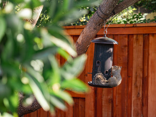Squirrel Raiding a Bird Feeder in a Sunny Backyard
