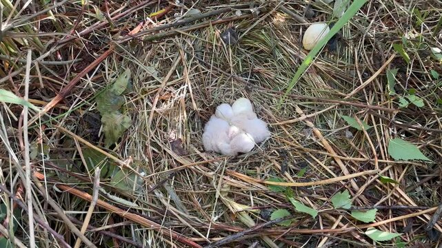 Fluffy harrier chicks waiting for feed. Western marsh harrier cubs, Circus aeruginosus, in nest built in reed. Bird of prey nesting in wildlife nature. Harrier in natural habitat. Breeding season.