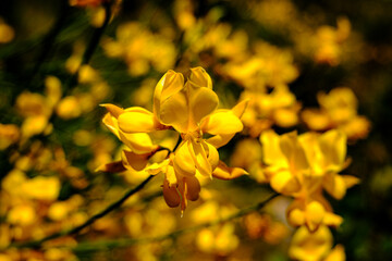 Close-Up of Bright Yellow Wildflowers on Lefkada