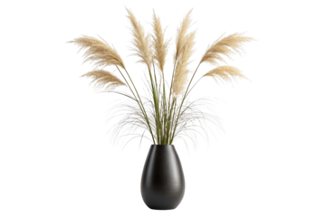 Elegant pampas grass arrangement in a dark vase isolated on transparent background