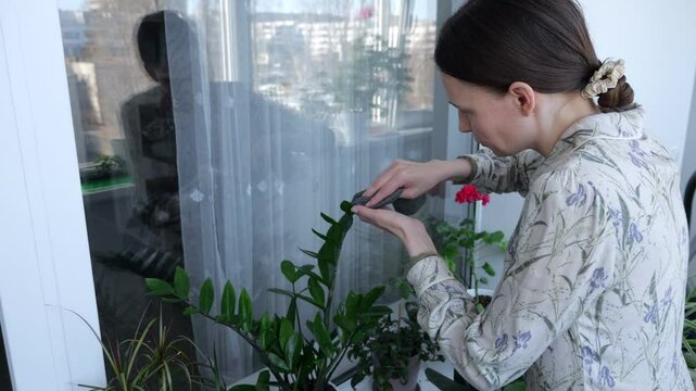 Woman cleaning zamioculcas zamiifolia leaves with a sponge