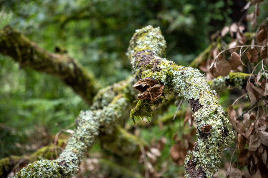 Fervenza do Toxa in Silleda, Galicia offers an unforgettable hiking experience with stunning views of one of Pontevedra&rsquo;s most beautiful waterfalls.