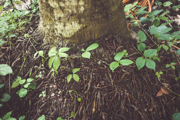 Lush green plants grow around the base of a large tree trunk with exposed roots in a natural forest...