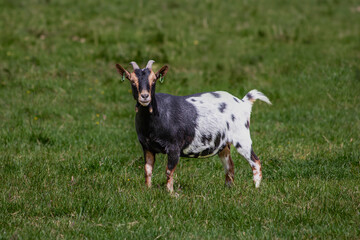 goat on a meadow