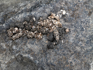 European otter scat on riverside rock with visible fish and crayfish remains. Evidence of predator presence, diet, and ecosystem role. Wildlife biology and field tracking concept