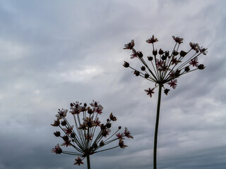 Silhouettes of flowering Butomus umbellatus (flowering rush) against cloudy sky. Wild aquatic plant with umbrella-shaped inflorescence in natural minimalistic composition