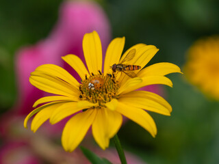 Ladybird (Coccinella septempunctata) and hoverfly (Episyrphus balteatus) feeding on a yellow daisy-like flower. Macro of pollinators and predators in garden ecology. Nature interaction