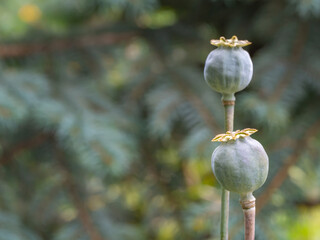 Two mature poppy seed heads (Papaver somniferum) with distinctive star-shaped stigmas. Macro photo with soft bokeh and natural light. Herbal, botanical, and culinary concept
