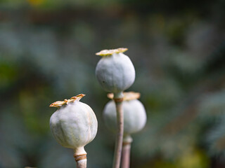 Close-up of dry poppy seed heads (Papaver somniferum) with soft bokeh background. Botanical macro showing natural texture and plant detail in summer garden