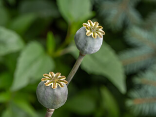 Two poppy seed heads (Papaver somniferum) with star-shaped stigmas in sharp focus. Close-up macro with leafy green background. Botanical and herbal detail of ripe poppy capsules
