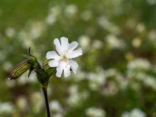 Close-up of Silene latifolia (white campion) flower with deeply notched petals and green striped calyx. Wild meadow plant in soft natural light. Selective focus botanical macro