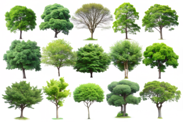 A collection of fifteen diverse trees isolated on a transparent background