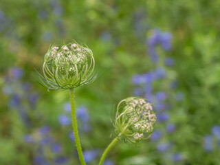 Developing flower umbels of wild carrot (Daucus carota) with curled bracts in soft green meadow. Botanical macro of early blooming stage. Natural symmetry and spiral detail