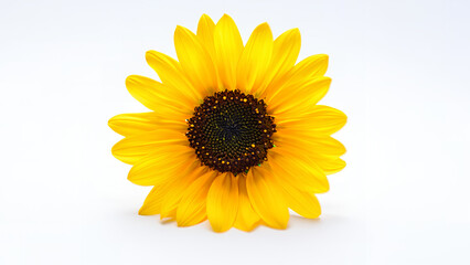 Vibrant Single Sunflower Blossom, Bright Yellow Petals, White Background, Summer Cheer, Nature Photography