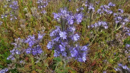 Sweden. Phacelia tanacetifolia is a species of flowering plant in the borage family Boraginaceae, known by the common names lacy phacelia, blue tansy, purple tansy or fiddleneck. 