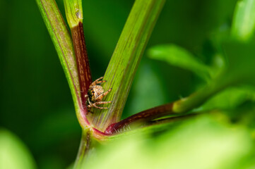 Emerald Jumping Spider, Paraphiddipus aurantius, on plant in Central Mexico