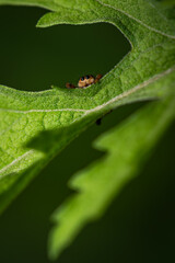 Emerald Jumping Spider, Paraphiddipus aurantius, on plant in Central Mexico