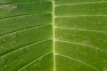 Close up reveals the intricate veins and texture of a fresh green elephant ear leaf.
