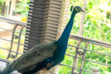 peacock in the zoo