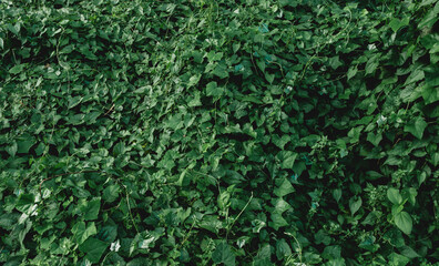Verdant green vines and leaves cover the ground, creating a dense natural tapestry and a lush...