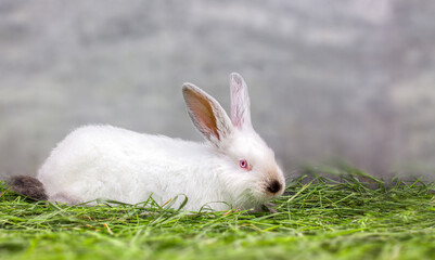 White rabbit in the grass