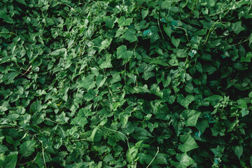 Lush green foliage creates a vibrant textured backdrop with a dense growth of leafy vines and...