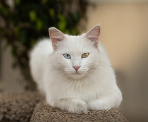 Beautiful cat with Siberian Husky eyes
Blue and green
