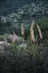 plants in the evening on the outskirts of the city, wild nature