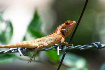 Indian Garden Lizard or Orientalis Lizard