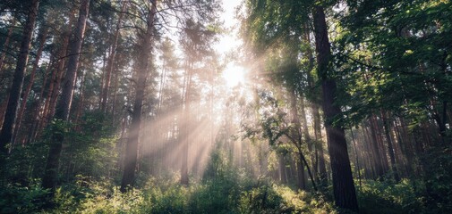 Obraz premium Sunset rays illuminating a summer forest landscape in vibrant colors Generative AI