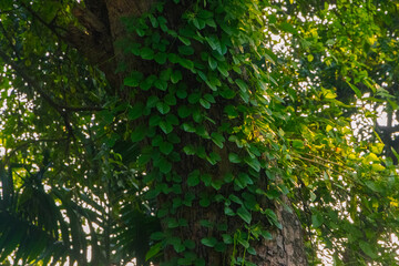Vines cover a mature tree trunk, creating a natural, textured botanical scene in a lush forest...