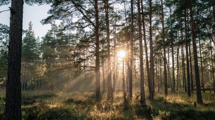 Fototapeta premium Majestic summer forest landscape at sunset with sun rays illuminating trees Generative AI