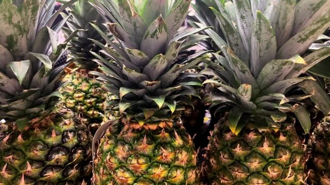 close up of pineapple on the farm