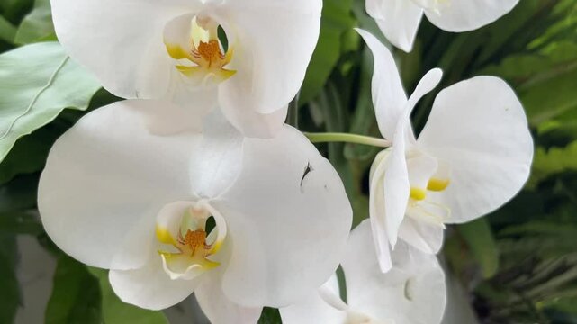 white orchid flower on garden