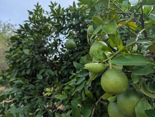 green orange on tree