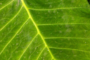 Detail of vibrant green taro leaf reveals intricate veins and textured surface, showcasing natural patterns and organic beauty.