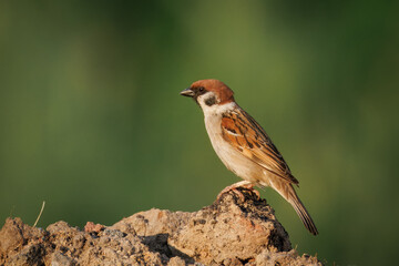 An adult Eurasian Tree Sparrow perches on a pile of earth, positioned perpendicular to the camera...