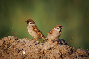 A pair of Eurasian Tree Sparrows stands on a mound of earth against a green background during a summer sunset.