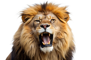A ferocious lion roaring with its mouth open, isolated on transparent background, showcasing its powerful presence