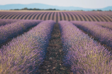 Stunning lavender fields stretch across the horizon at sunset, creating a vibrant display of colors...