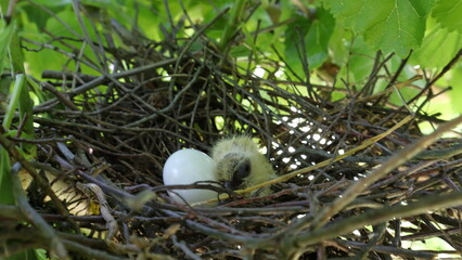 eggs in a nest, nido con pulcinoovo del colom