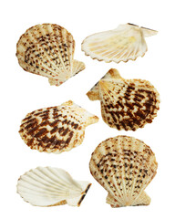 sea ​​shells isolated on white background