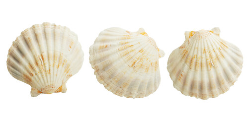 sea ​​shells isolated on white background