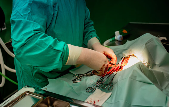 Veterinary surgeon performing a surgical procedure on a dog with visible blood, tissue, and instruments. Sensitive content intended for educational or medical use only.