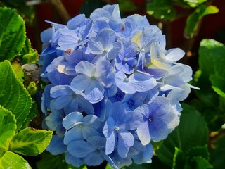 BLUE HYDROGENA FLOWER, GARDEN