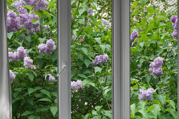 View from the window of a park with blooming lilac bushes.