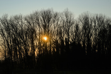  Low winter sun behind the silhouette of a bare trees in Bourgoyen nature reserve, Ghent, Flanders, Belgium 