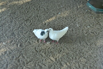 two kissing white doves