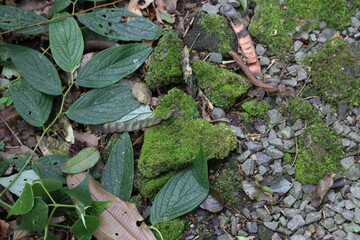 ivy on the wall