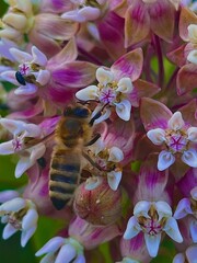 bee on pink flower
